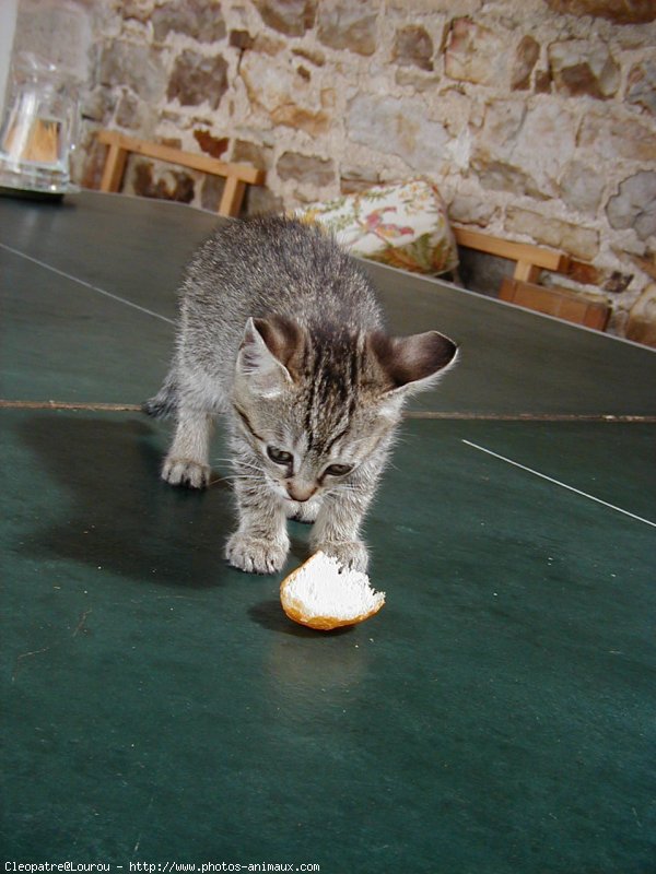 Photo de Chat domestique