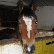 Photo de Poney franais de selle