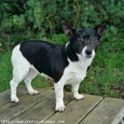 Photo de Jack russell terrier