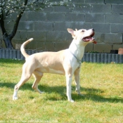 Photo d'American staffordshire terrier