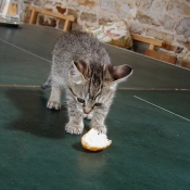 Photo de Chat domestique