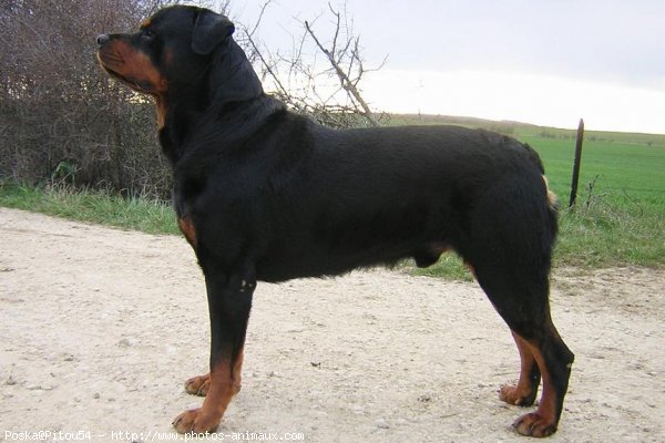 Photo de Rottweiler