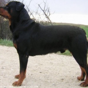 Photo de Rottweiler