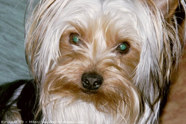 Photo de Yorkshire terrier