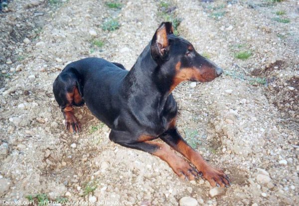 Photo de Dobermann