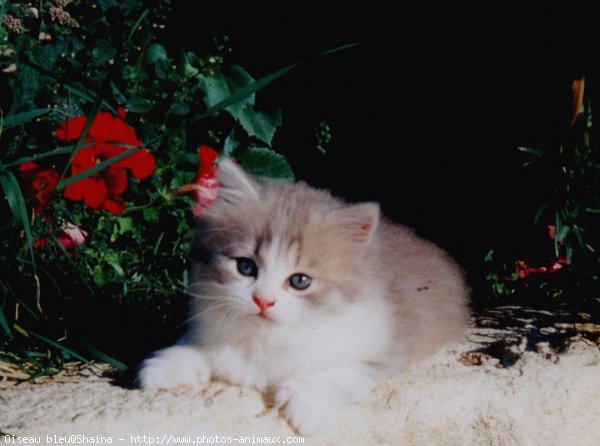 Photo de Chat domestique