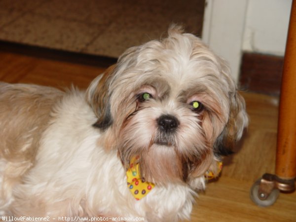 Photo de Shih tzu