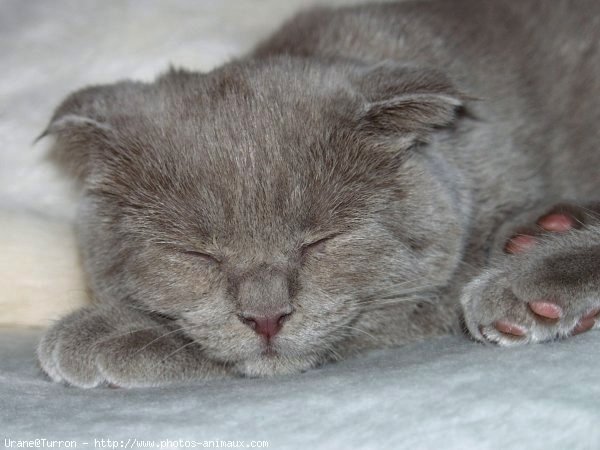 Photo de Scottish fold