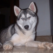 Photo de Husky siberien