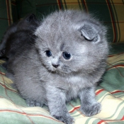 Photo de Scottish fold