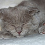 Photo de Scottish fold