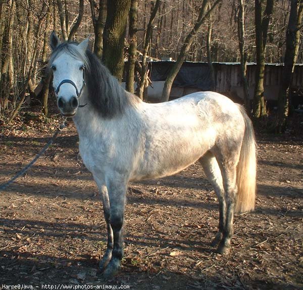 Photo de Poney franais de selle