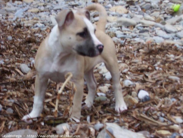 Photo d'American staffordshire terrier