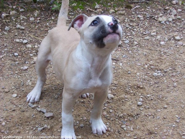 Photo d'American staffordshire terrier