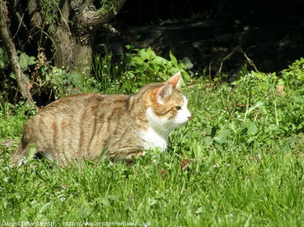 Photo de Chat domestique