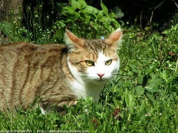 Photo de Chat domestique