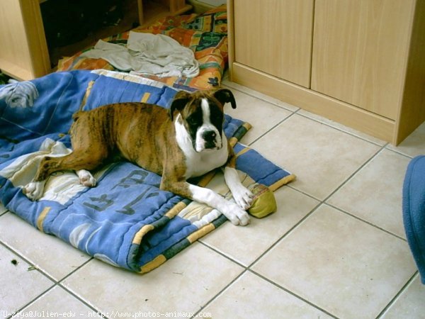 Photo de Boxer