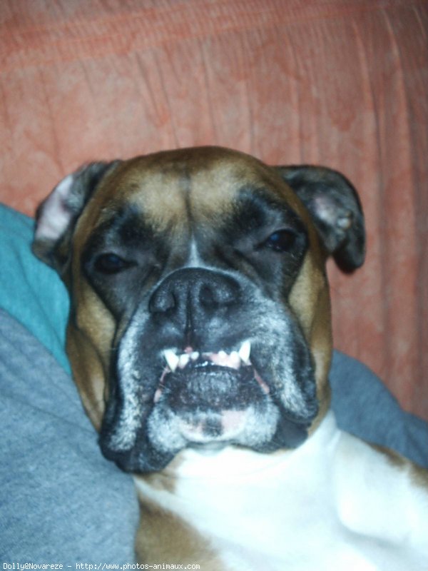 Photo de Boxer