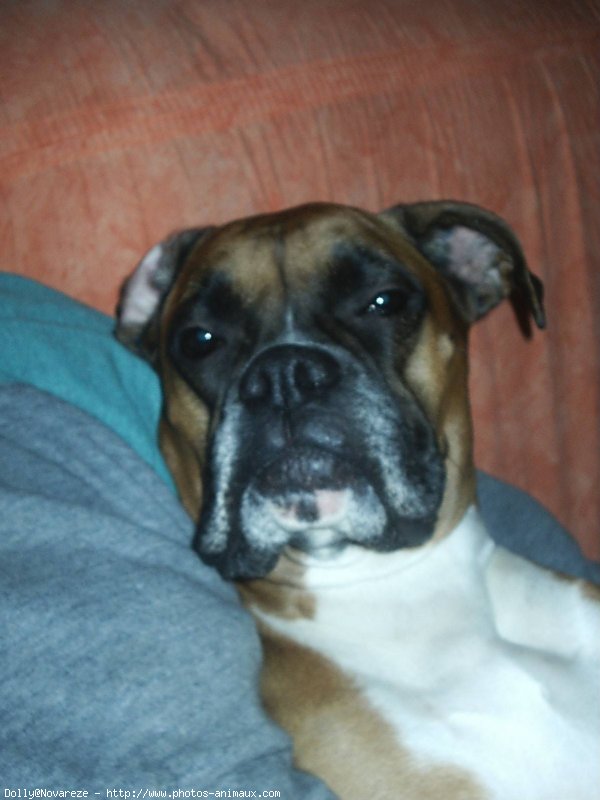 Photo de Boxer