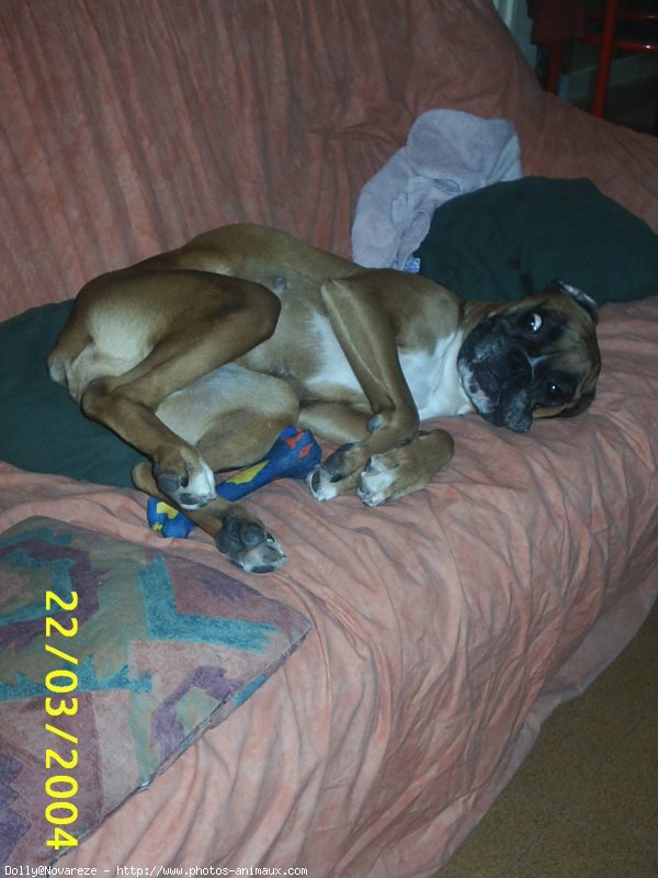 Photo de Boxer