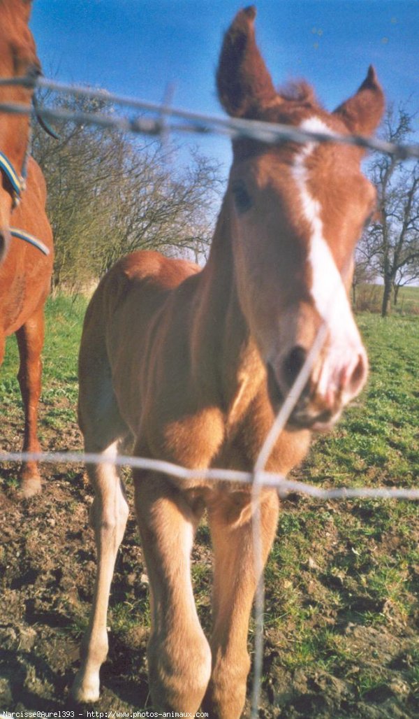 Photo de Quarter horse