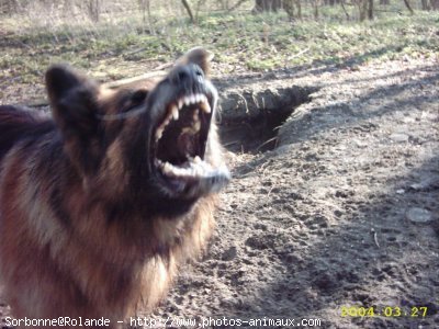 Photo de Berger allemand  poil court