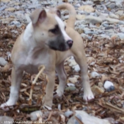 Photo d'American staffordshire terrier