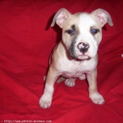 Photo d'American staffordshire terrier