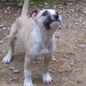 Photo d'American staffordshire terrier