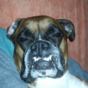 Photo de Boxer