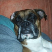 Photo de Boxer