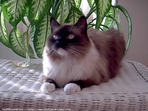 Photo de Ragdoll