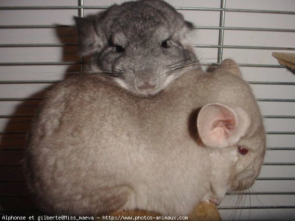 Photo de Chinchilla