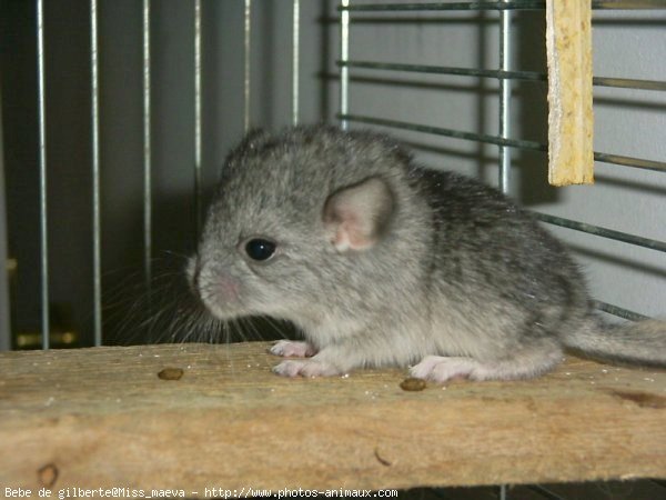 Photo de Chinchilla