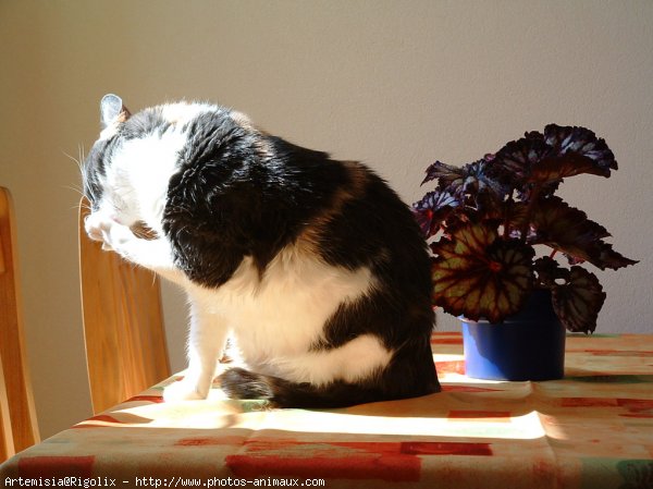 Photo de Chat domestique