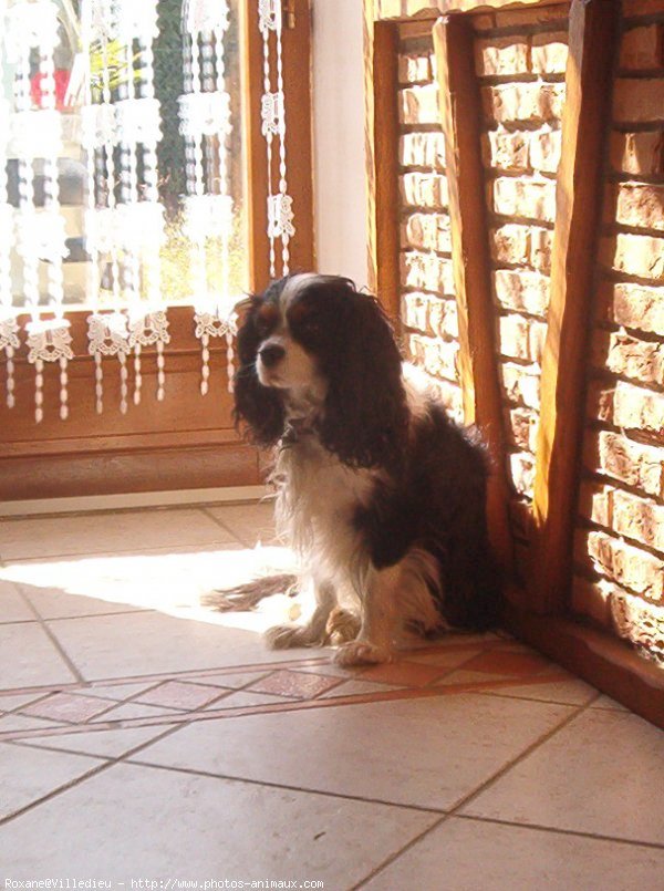 Photo de Cavalier king charles spaniel