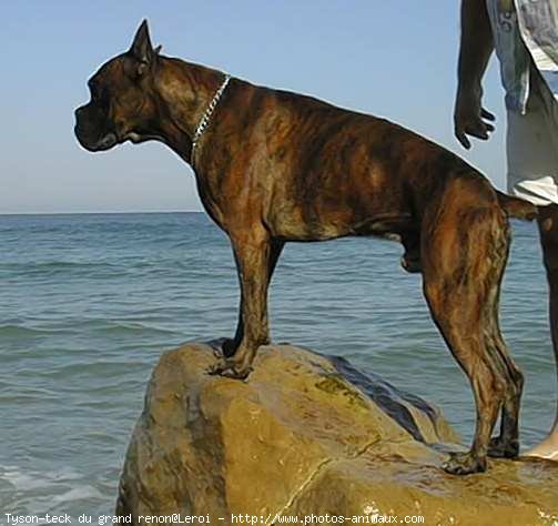 Photo de Boxer