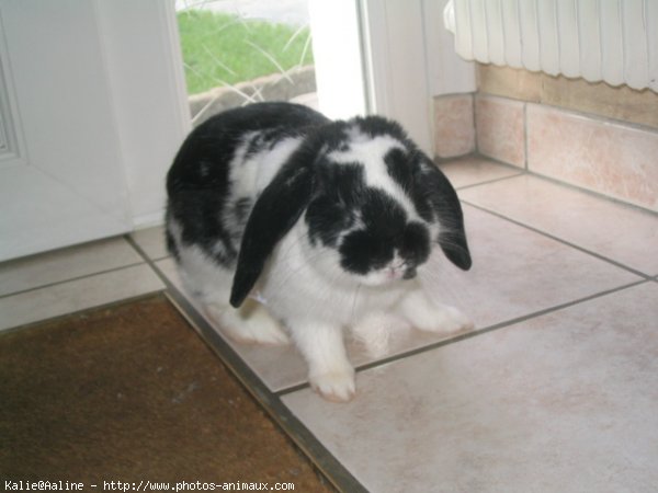 Photo de Lapin