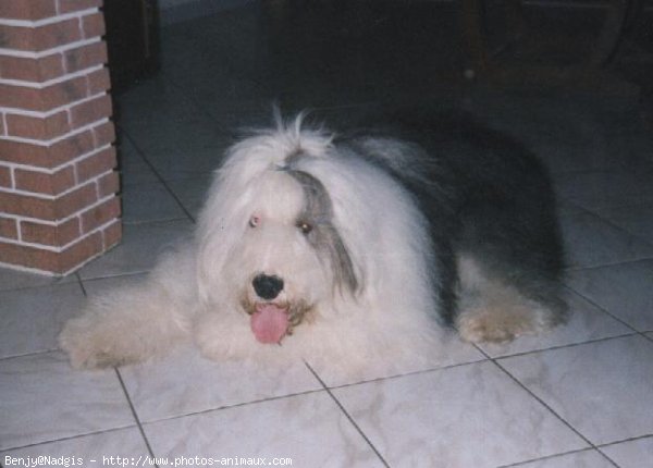 Photo de Bobtail