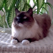 Photo de Ragdoll