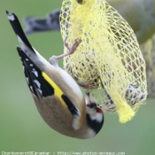 Photo de Races diffrentes