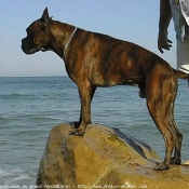 Photo de Boxer