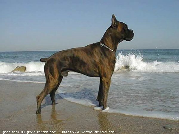 Photo de Boxer