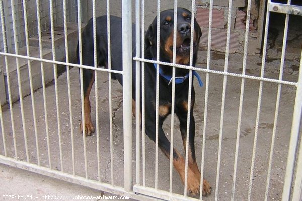 Photo de Rottweiler