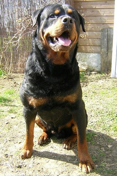 Photo de Rottweiler