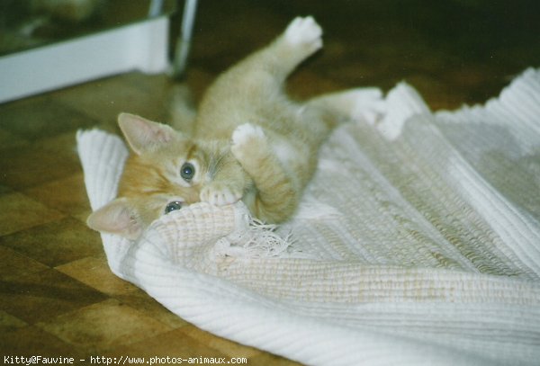 Photo de Chat domestique