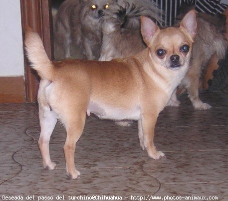 Photo de Chihuahua  poil court