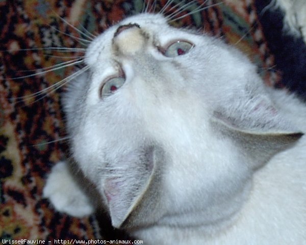 Photo de British shorthair