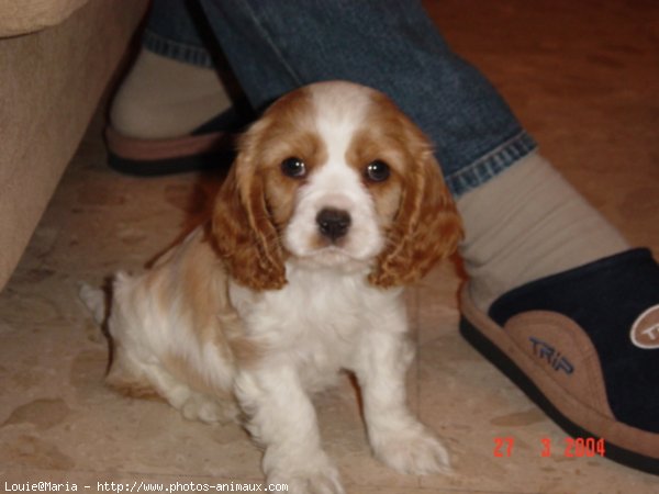 Photo de Cavalier king charles spaniel