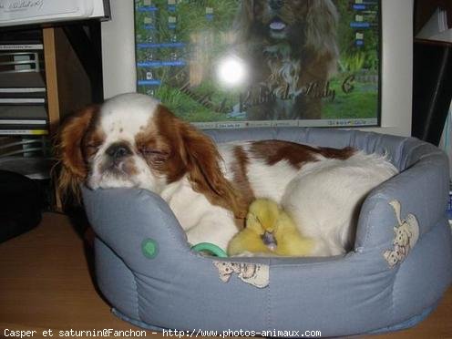 Photo de King charles spaniel